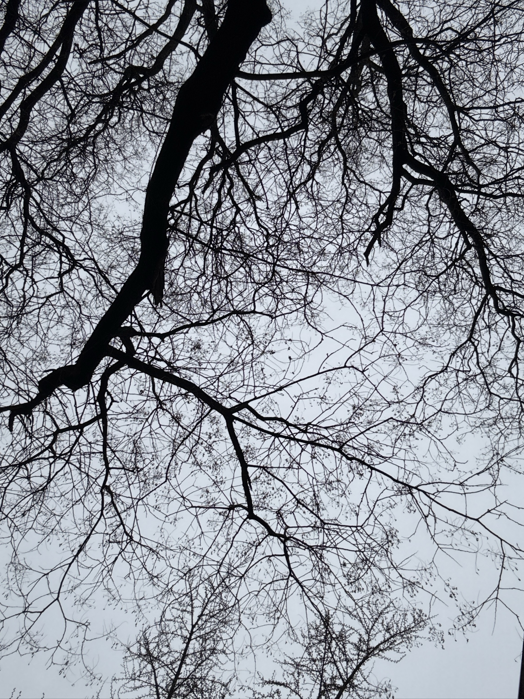 Bare tree branches silhouetted against overcast winter sky