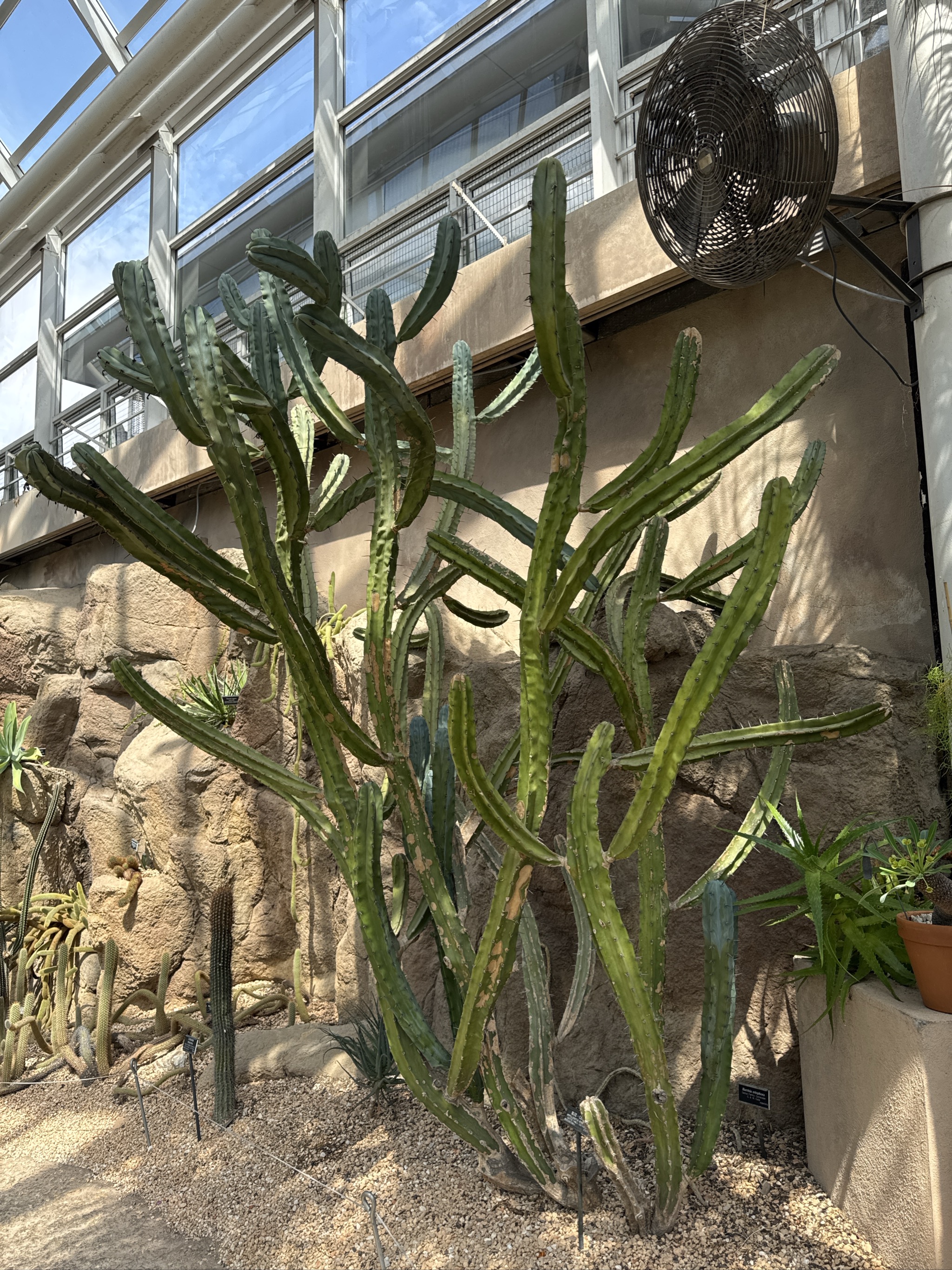 Large columnar cacti growing in greenhouse with ventilation fan overhead.