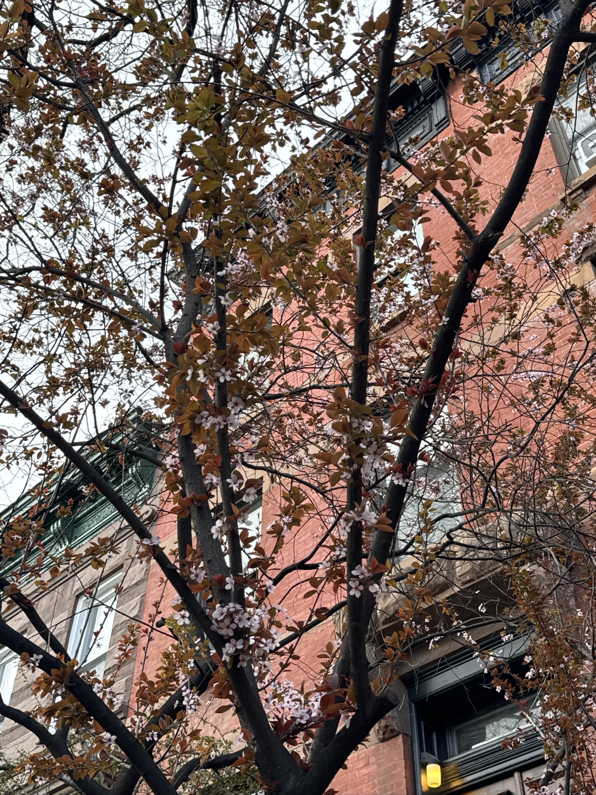 Tree branches with autumn leaves frame red brick building facade