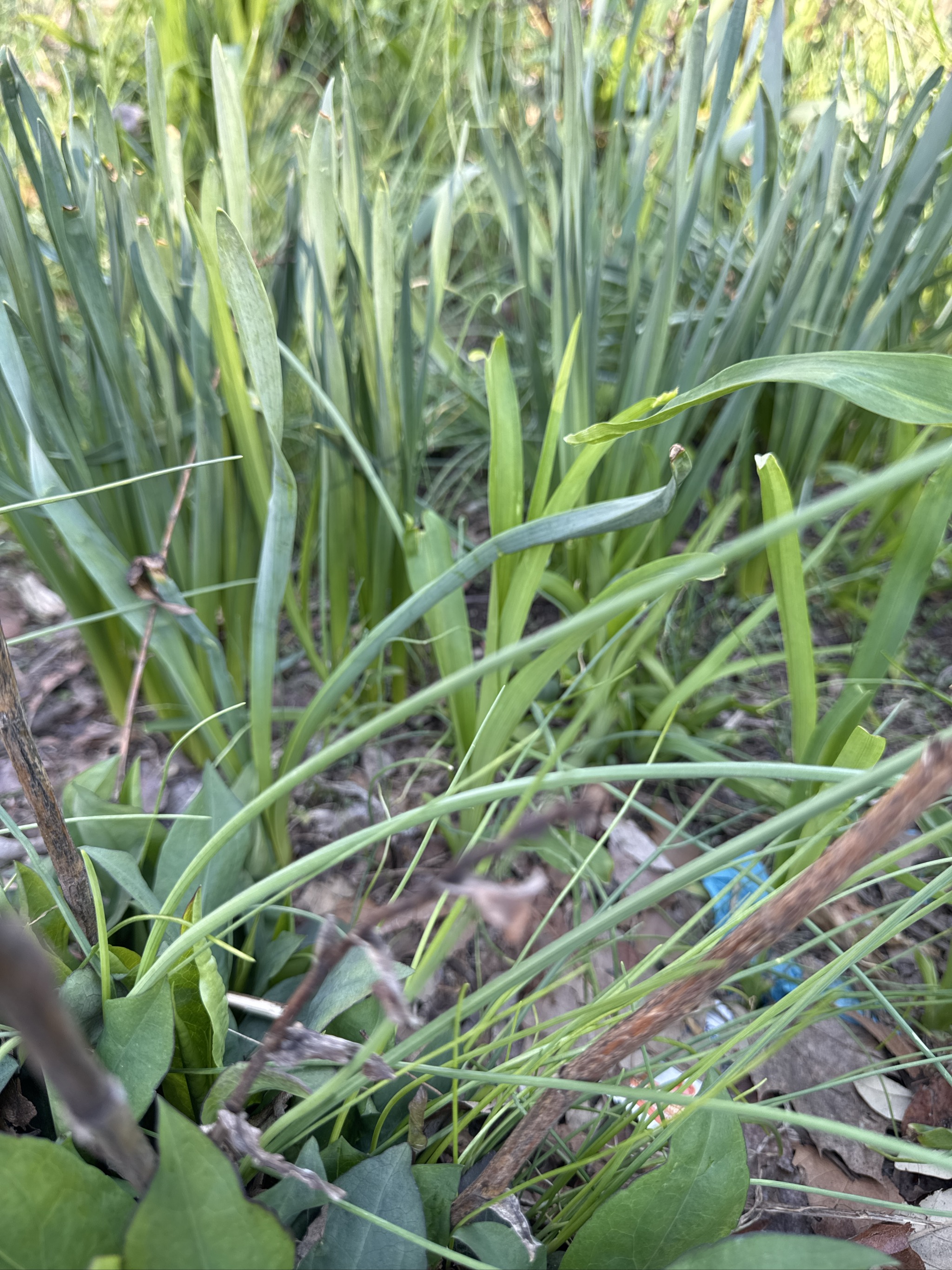 Dense clumps of tall green grass growing in natural outdoor setting.
