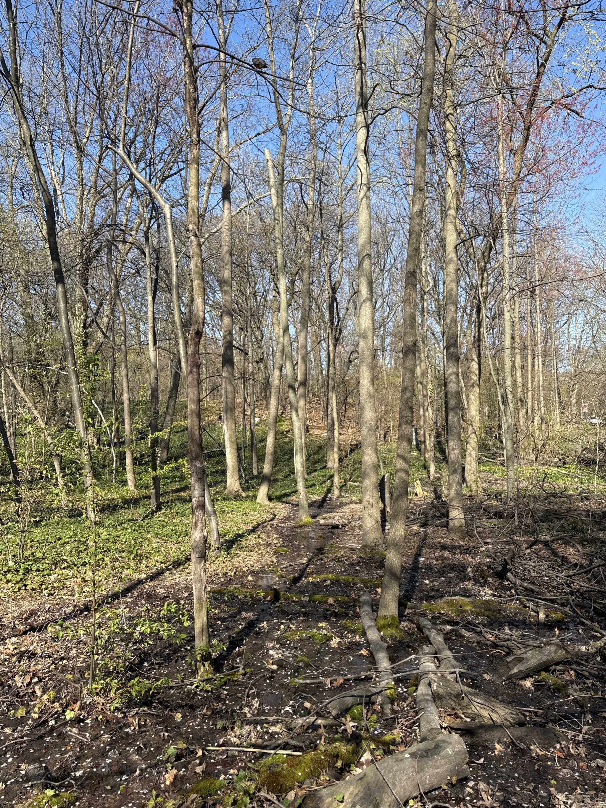 Bare deciduous trees in early spring forest with emerging green undergrowth.