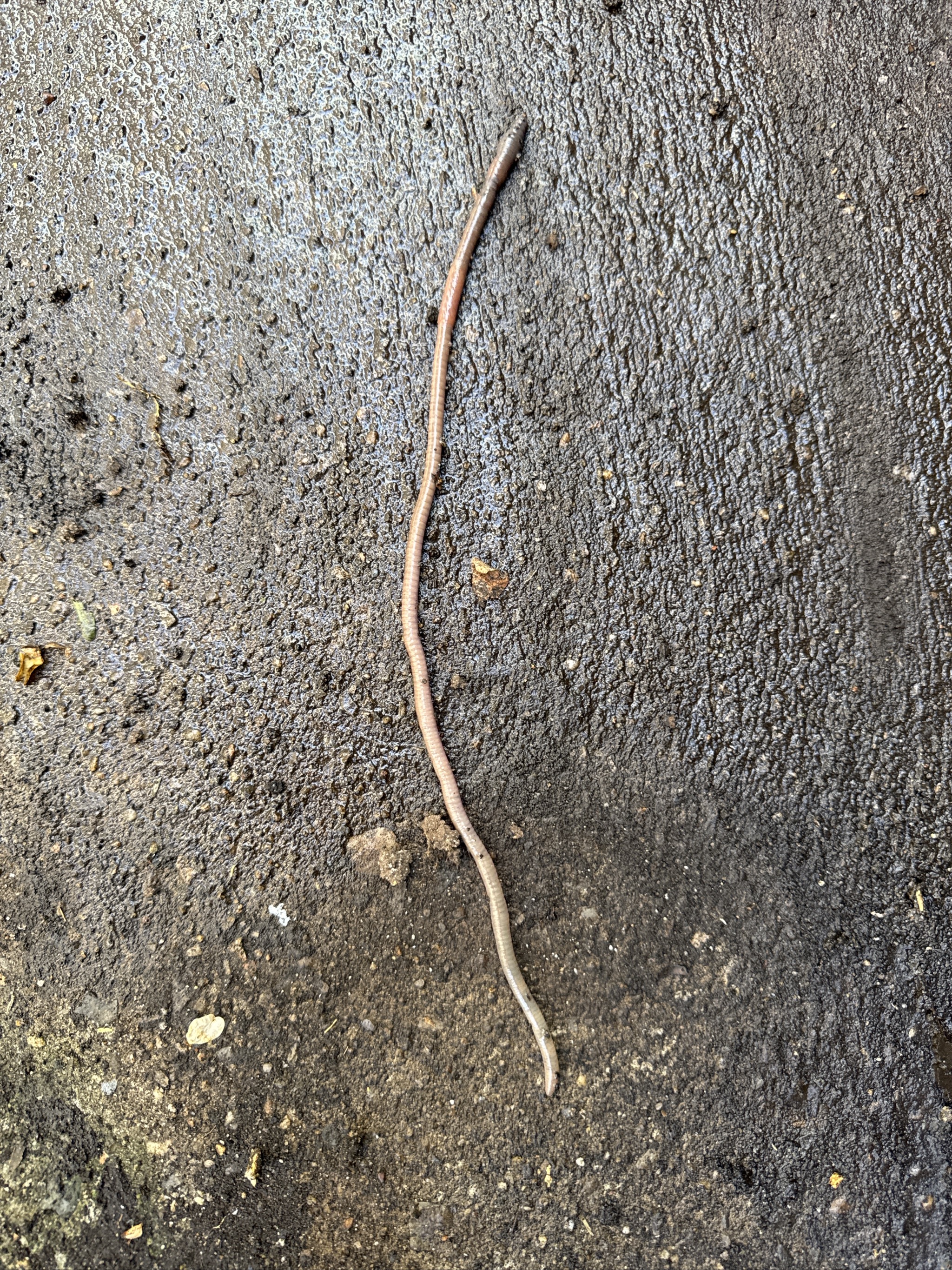 Long earthworm crawling across wet concrete pavement surface.
