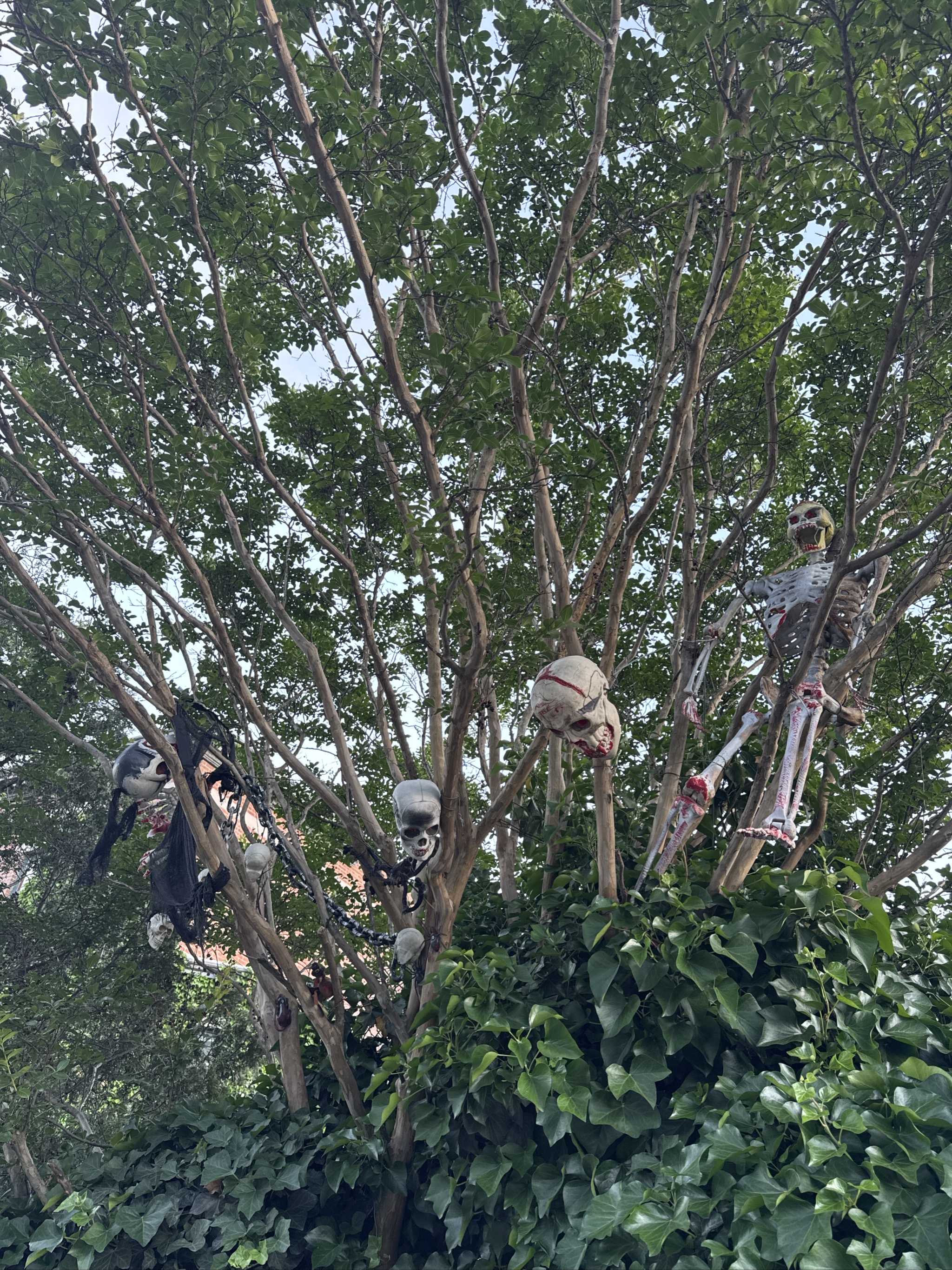 Halloween skeleton decorations hanging in leafy tree branches.